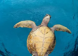 discovery_greenturtle_kearnes.jpg.webp