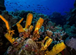 cozumel diving