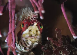 dive.png.webp