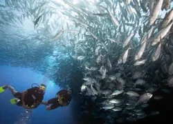 diversandfish_opt.jpg.webp