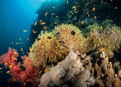 diving-seamounts-daedalus-reef-eiko-jones.jpg.webp