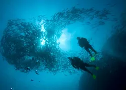diving.jpg.webp