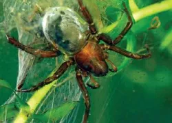 diving_bell_spider_spd_ew.jpg.webp