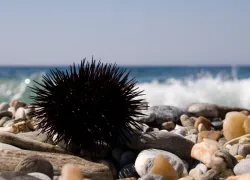 diving_doc-sea_urchin_istock_small.jpg.webp