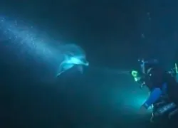 dolphin-help.jpg.webp