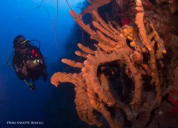 Dominica wall dive