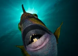 dsc_.jpg.webp