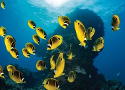 easy-dives-ti.jpg.webp