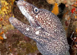 eel-curacao-allison-vitsky.gif.webp