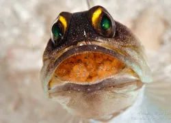 eggs__yellow-head-jawfish_bartick.gif.webp