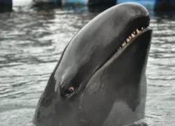 falsekillerwhale.png.webp