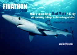 finsforsharksfb.jpg.webp