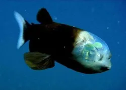 fish_.jpg.webp