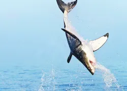 followthatshark.jpg.webp