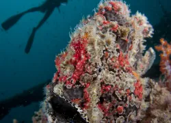 frogfish.jpg.webp