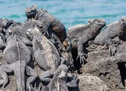 Marine iguanas Galapagos