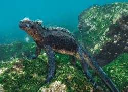galapagos_liveaboard_teaser_spd_journeys_brandon_cole.jpg.webp