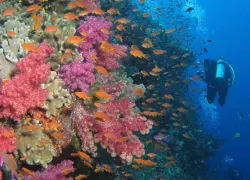 gau island fiji diving