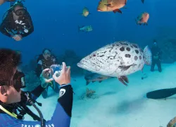 gbr-cod.jpg.webp