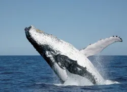 gbr-whales.jpg.webp