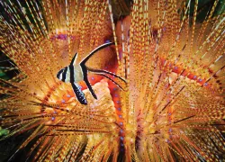 getaways_bali_oldfield_.jpg.webp