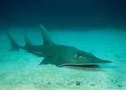 giant_guitarfish_by_matt_potenski.jpg.webp