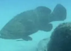 goliath-grouper.jpg.webp