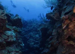 Scuba diving Grand Cayman video