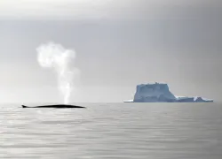 greenland_.jpg.webp