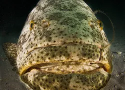 grouper-encounter_dietrich_head-on.gif.webp