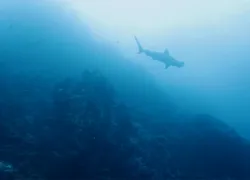 hammerhead sharks cocos island