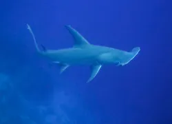 hammerheada_bartnicka.jpg.webp