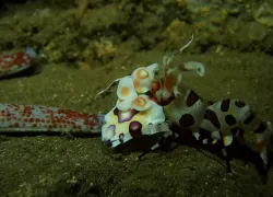 Harlequin shrimp hawaii underwater