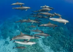 hawaii_image.gif.webp