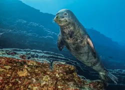 hawaiian-monk-seal.jpg.webp