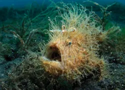hidden-frogfish_.jpg.webp