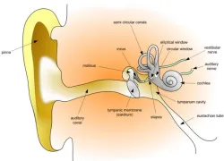 humanear.jpg.webp