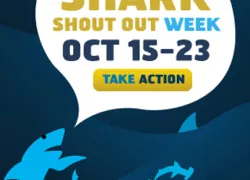 image-shout-out.jpg.webp