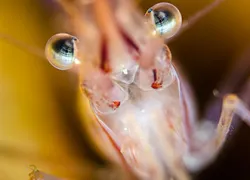images_may-_shrimp_mustard.jpg.webp