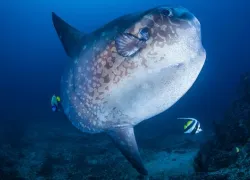Raja Ampat mola mola