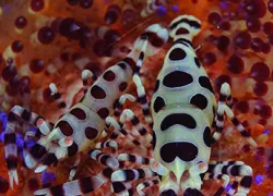 insects-_coleman-shrimp_bartick.jpg.webp