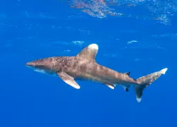 istock_oceanic_whitetipsmall.jpg.webp