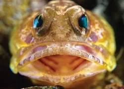 jawfish.jpg.webp