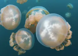 jelly.jpg.webp