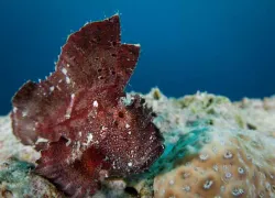 leaf scorpionfish - mataking island C sabah C malaysia .jpg.webp