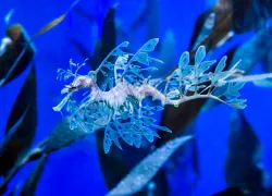 leafy_sea_dragon.jpg.webp