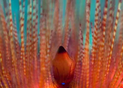 lensbaby-_loader.jpg.webp