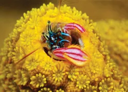 macro_hermit-crab_chris-newbert.jpg.webp