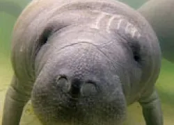 manatee-thumb.jpg.webp