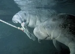 manatee_x_.jpg.webp